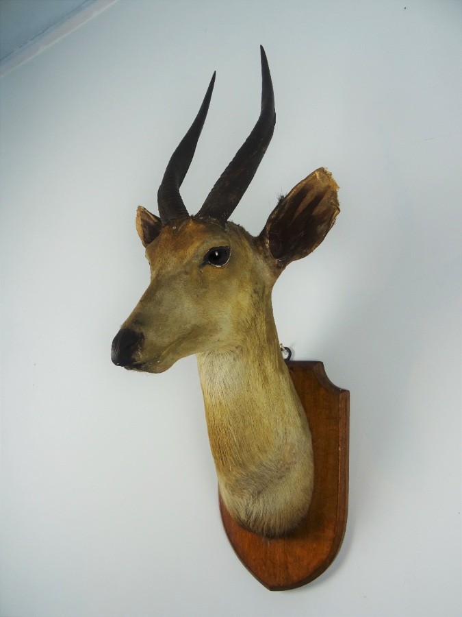 EDWARD GERRARD & SONS TAXIDERMY BUSHBUCK TROPHY HEAD